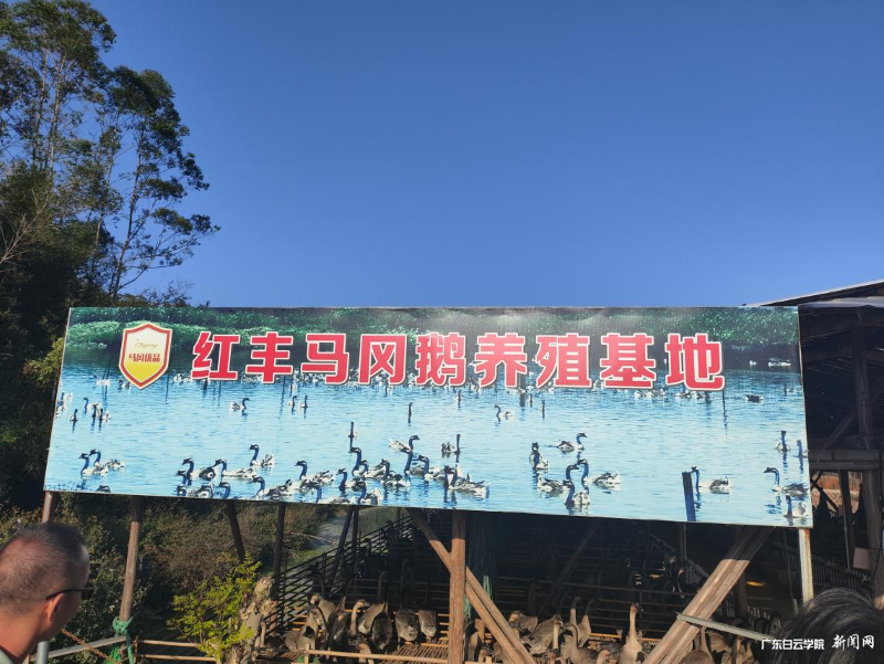 马冈镇红丰马冈鹅养殖基地.png